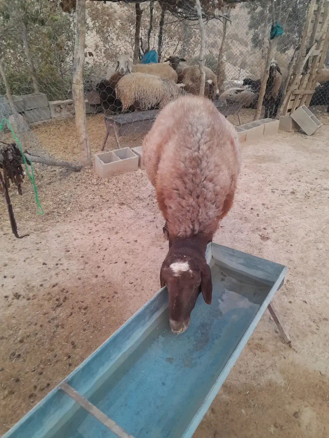 قوچافشاریدرجه ۱|حیوانات مزرعه|رودشت (چهارمحال و بختیاری), |دیوار