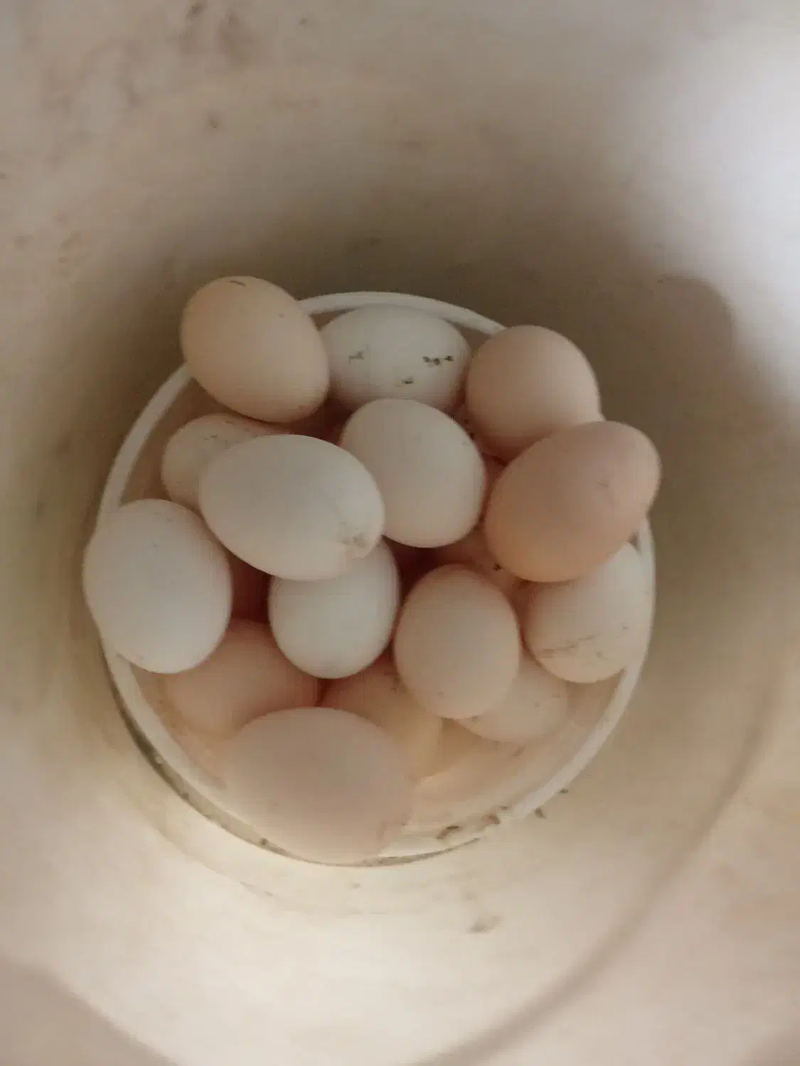 تخم مرغ|حیوانات مزرعه|نیمروز, |دیوار