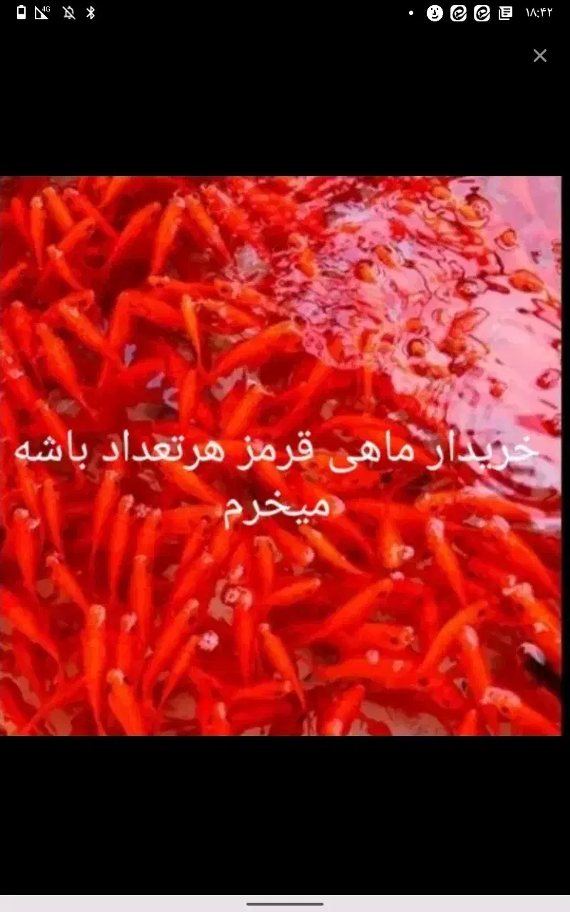 ماهی قرمز هر تعداد|ماهی|قم, قلعه عموحسین|دیوار