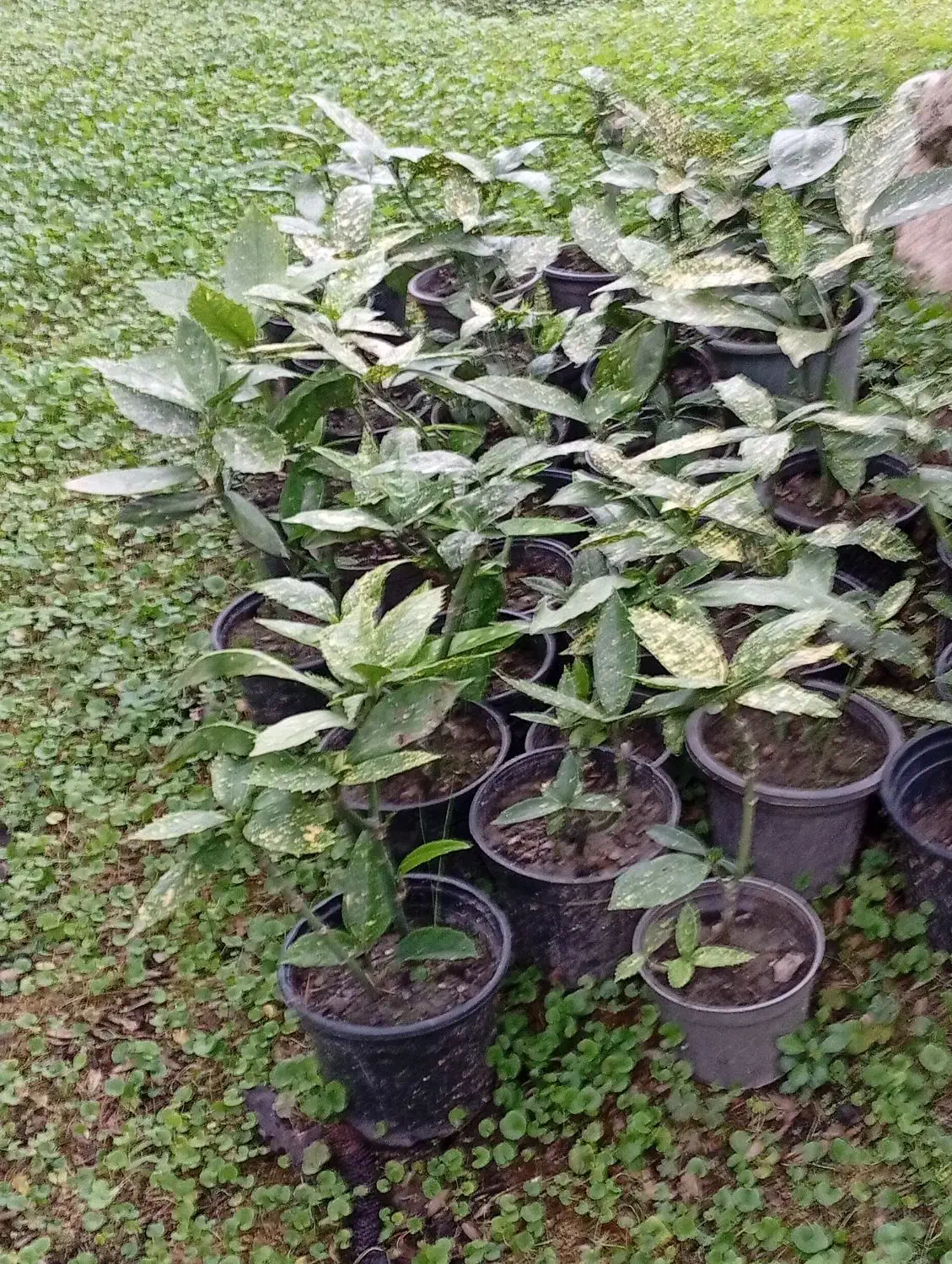 فروش شمشاد قیمت مناسب|گل و گیاه طبیعی|نوشهر, |دیوار