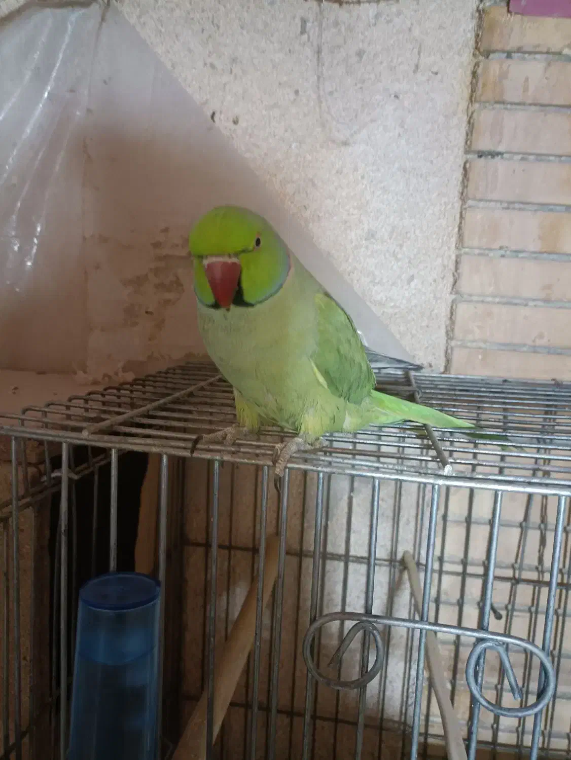 طوطی ملنگو|پرنده|بیرجند, |دیوار