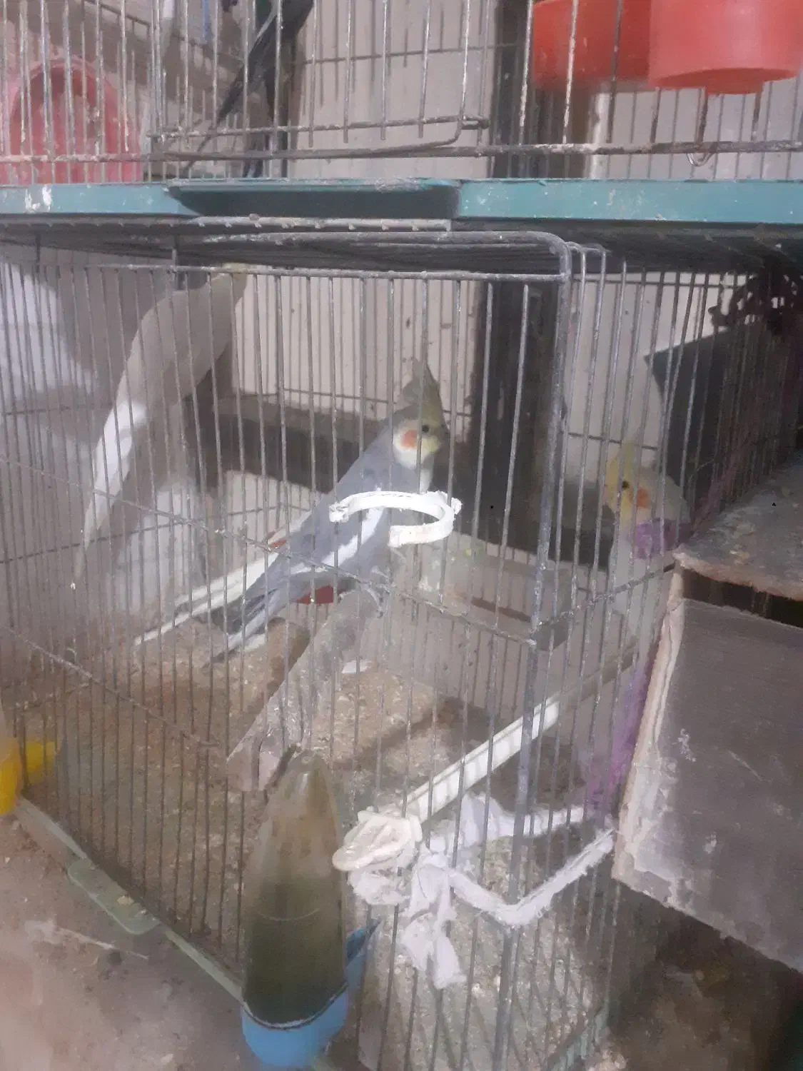 عروس هلندی نر ماوه و تک|پرنده|ابهر, |دیوار