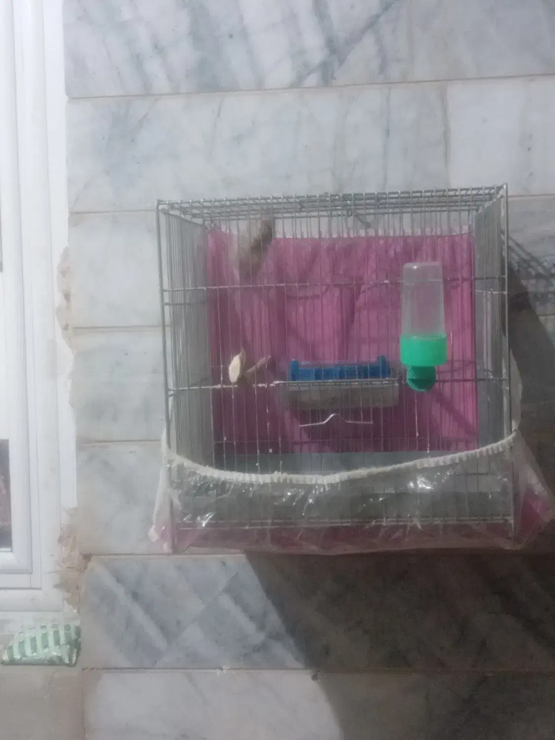 سهره نر|پرنده|خوی, |دیوار