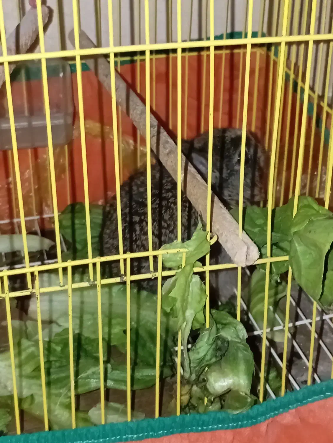 خرگوش|موش و خرگوش|شوشتر, |دیوار