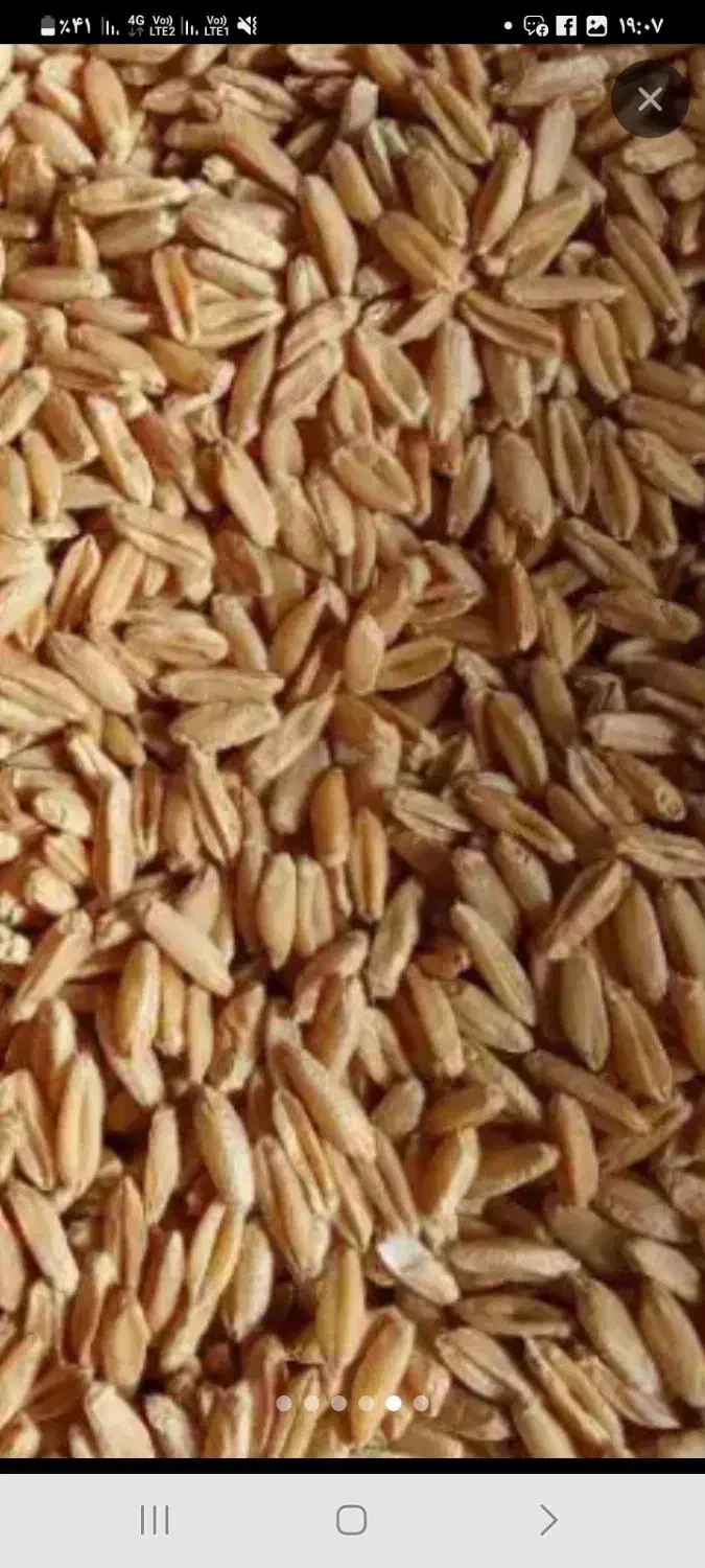 گندم دیم وابی|حیوانات مزرعه|قصرشیرین, |دیوار