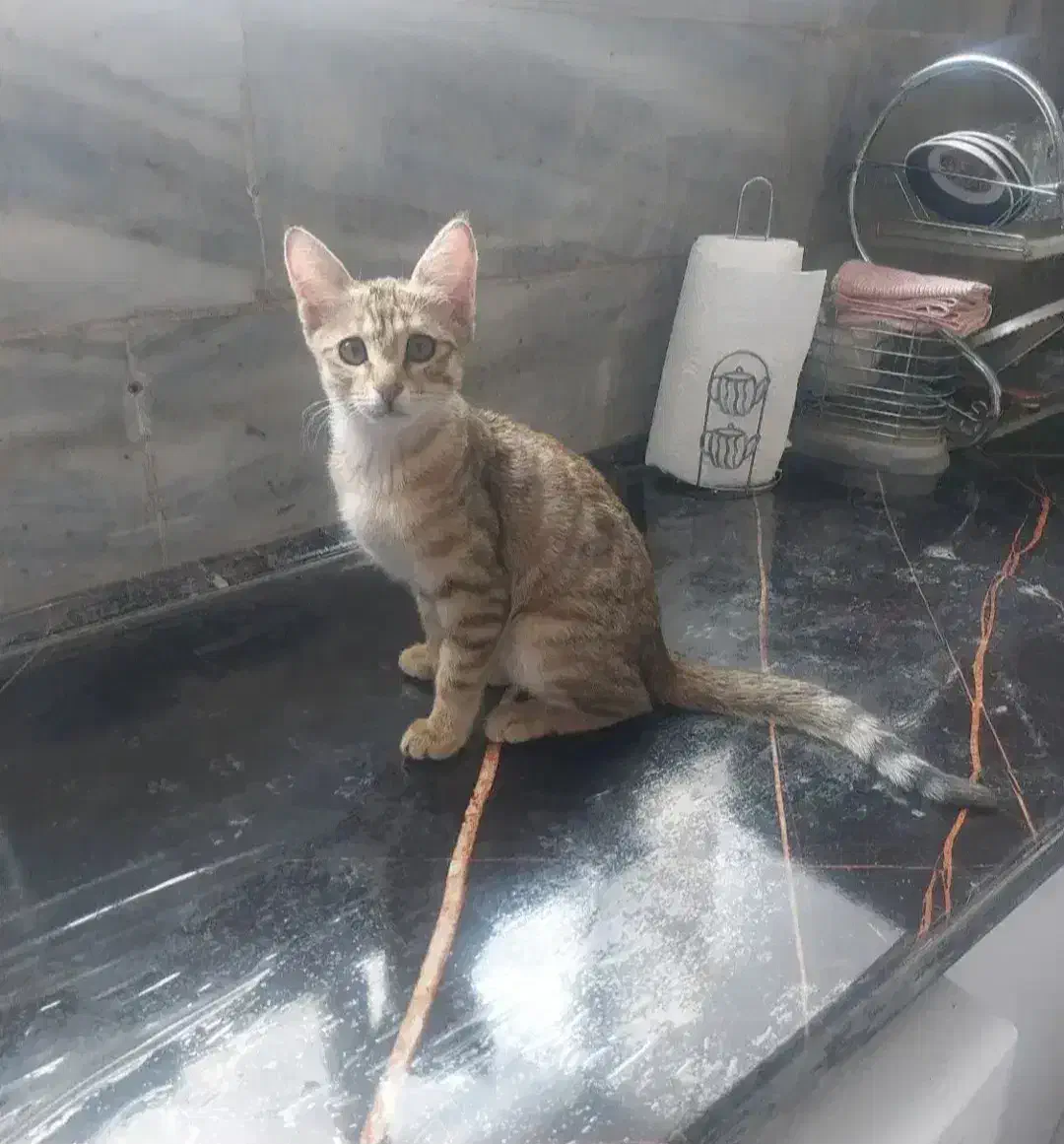 واگذاری دو گربه ماده|گربه|زنجان, |دیوار