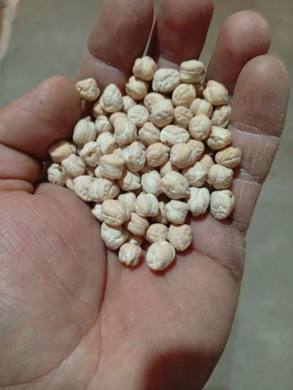 نخود گکسو|خوردنی و آشامیدنی|روانسر, |دیوار