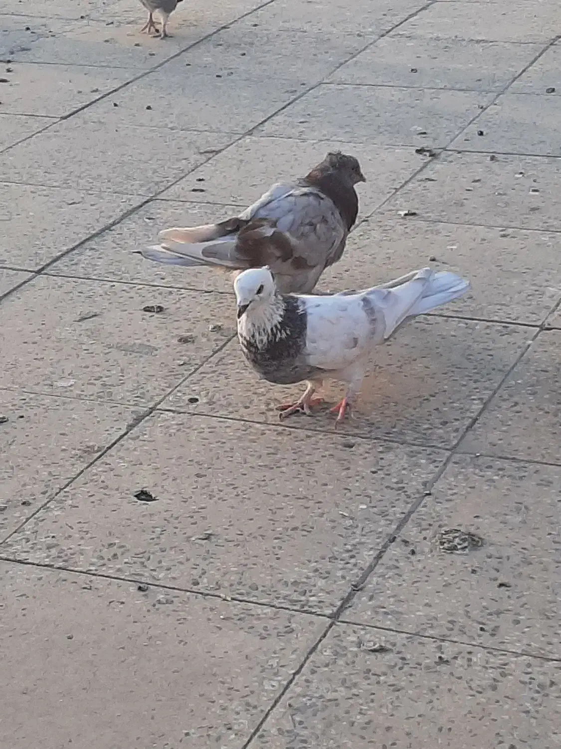 ۷ عدد کفتر|پرنده|کهریزک, |دیوار