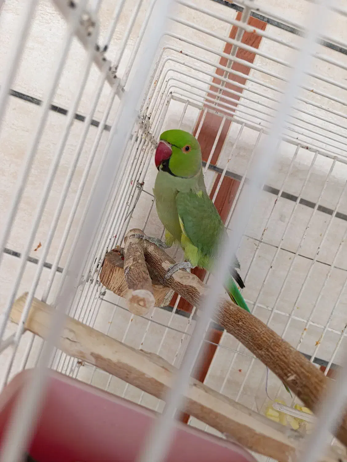 طوطی ملنگو نر جوان|پرنده|بهبهان, |دیوار