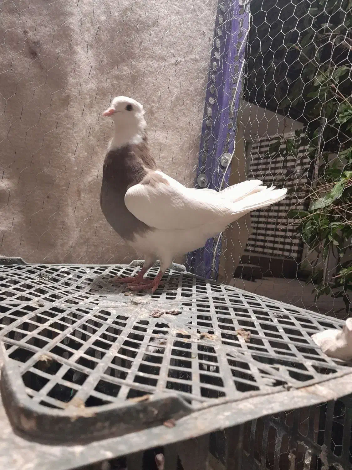 طوقی سرکه ای|پرنده|لردگان, |دیوار