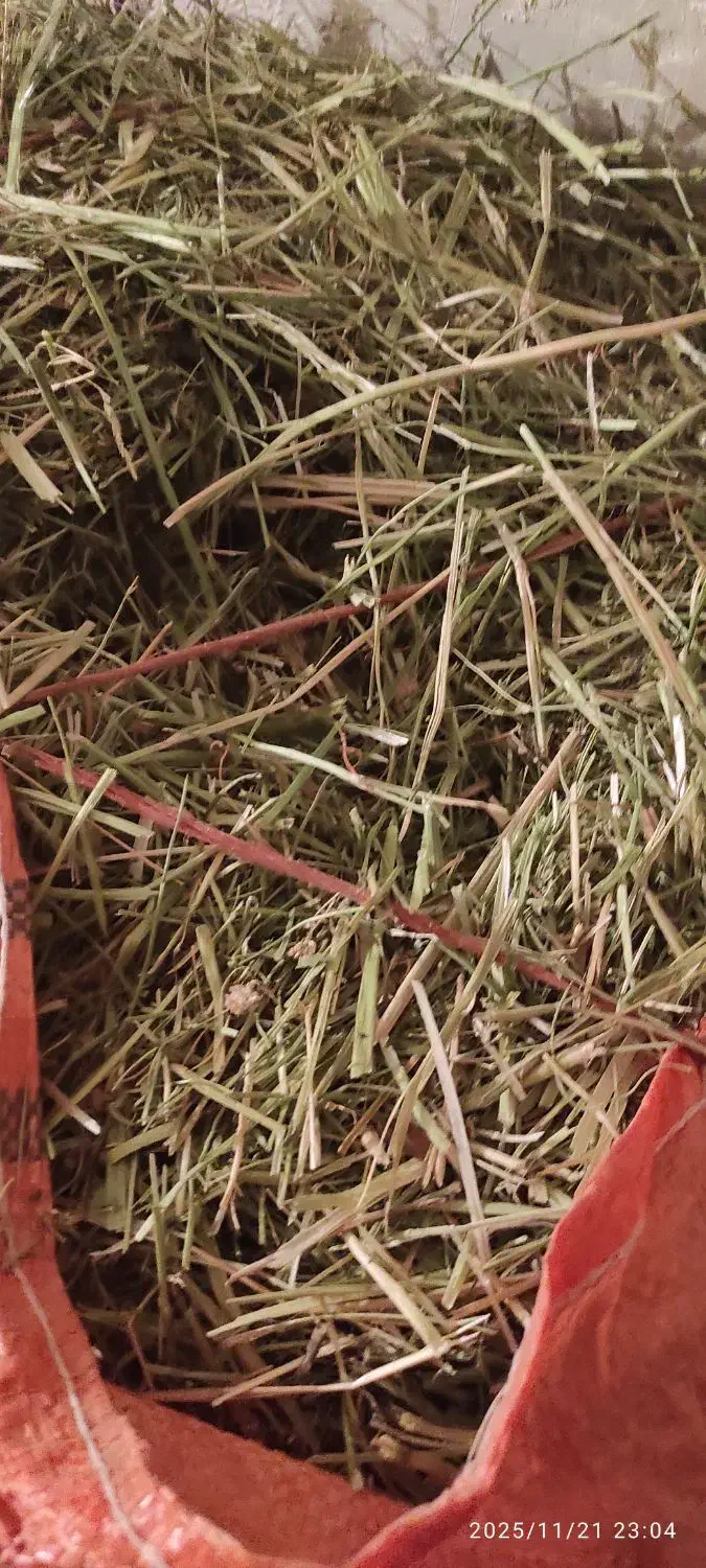 یونجه شبدر|حیوانات مزرعه|سنقر, |دیوار