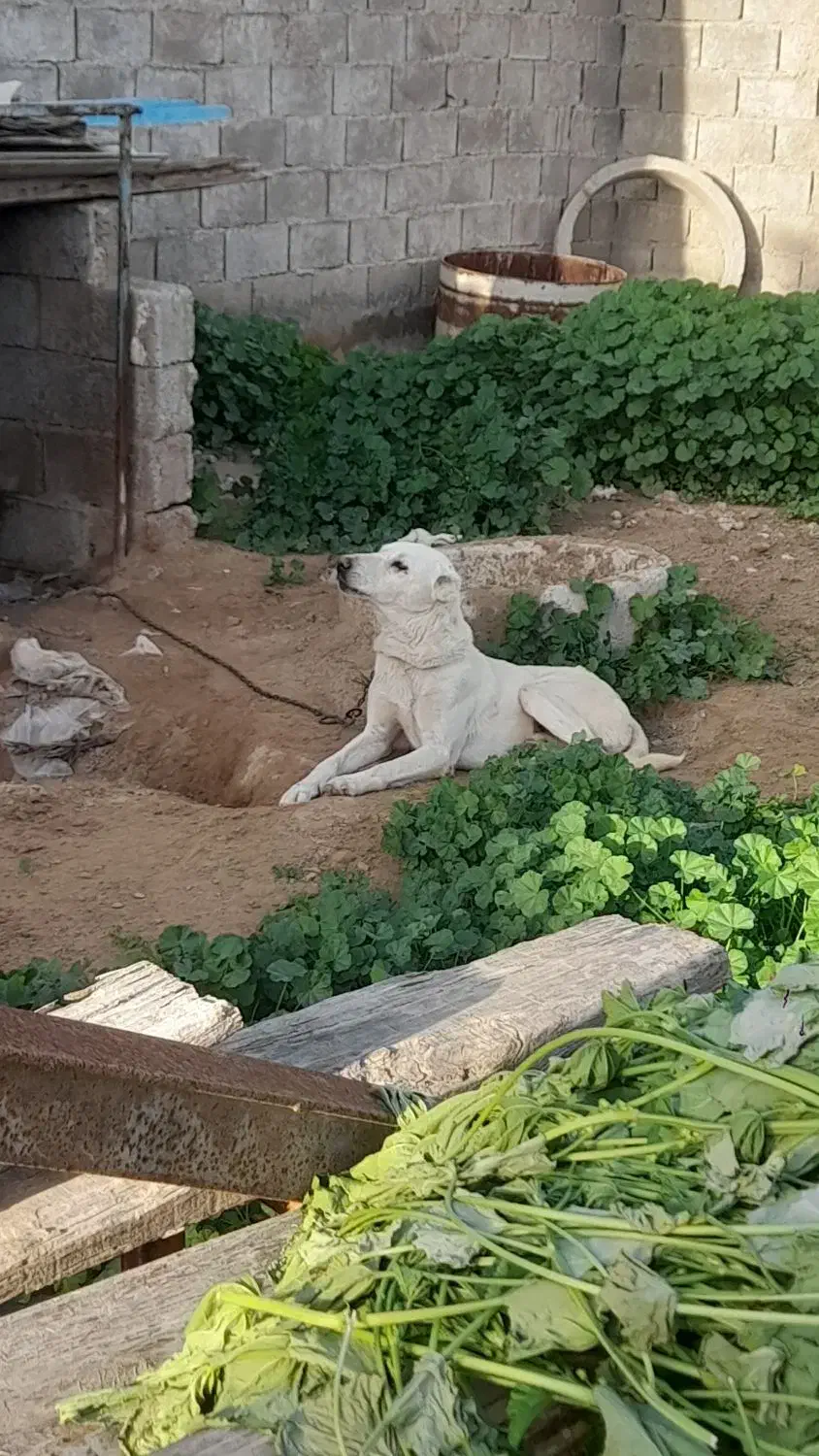 چند قلاده سگ|سگ|آبپخش, |دیوار