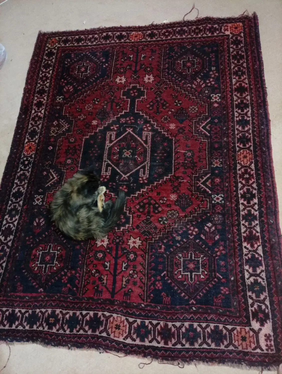 فرش دستباف ۴ متری|فرش|شیراز, پارک آزادی|دیوار