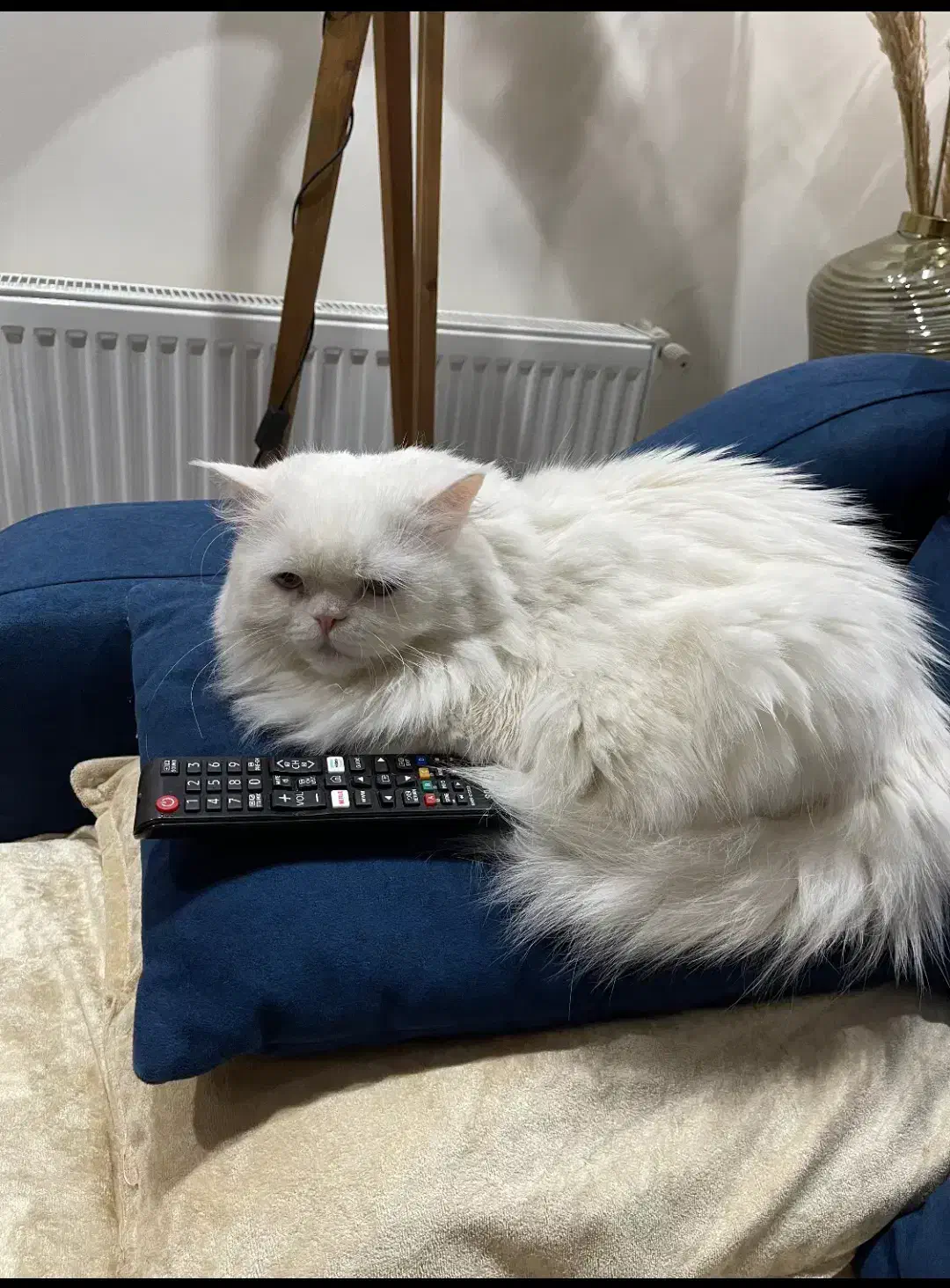 پرشین کت سوپر فلت دختر 9 ماهه با شناسنامه|گربه|کرمانشاه, |دیوار