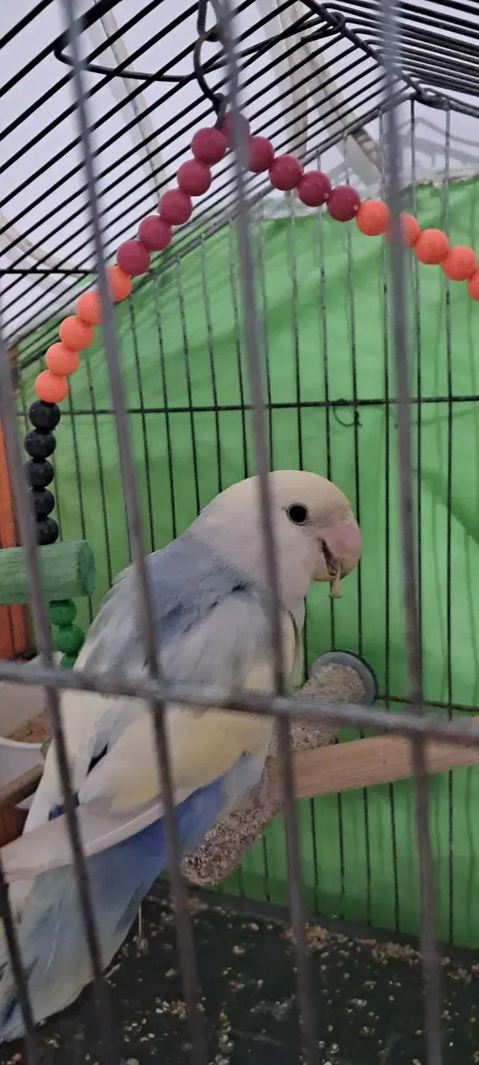 کوتوله برزیلی|پرنده|قوچان, |دیوار