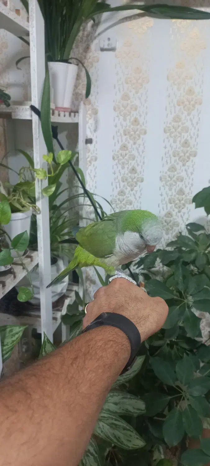 طوطی راهب سبز دستی و سخنگو|پرنده|دزفول, |دیوار