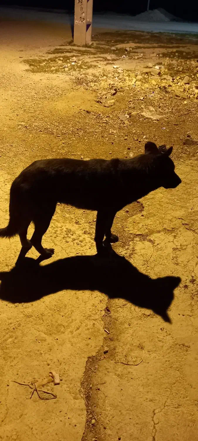 سگ گم شده|حیوانات|شوشتر, |دیوار