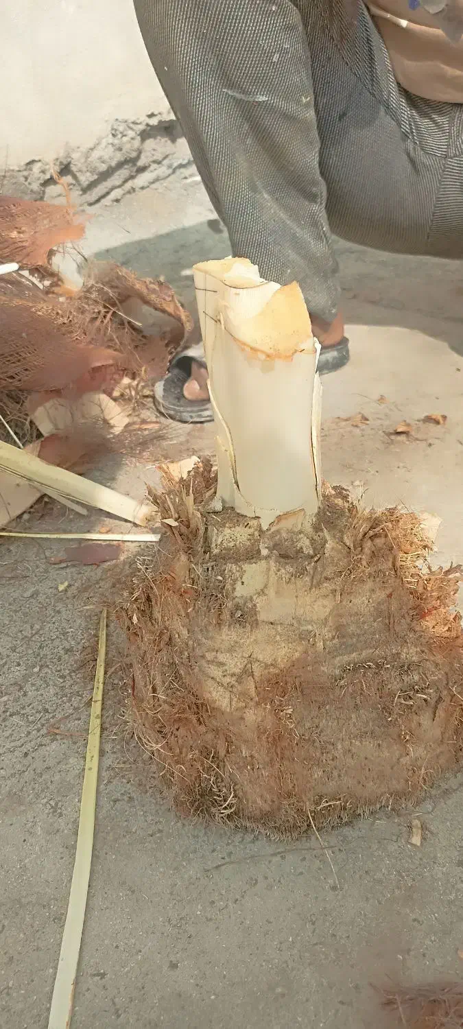 خدمات درخت بری ونخل بری|خدمات باغبانی و درختکاری|بندر کنگان, |دیوار