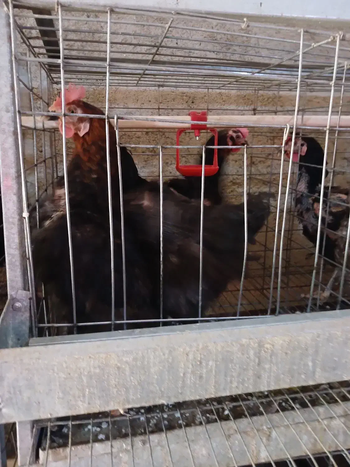 قفس مرغ تخم گذار|لوازم جانبی حیوانات|صالح آباد, |دیوار