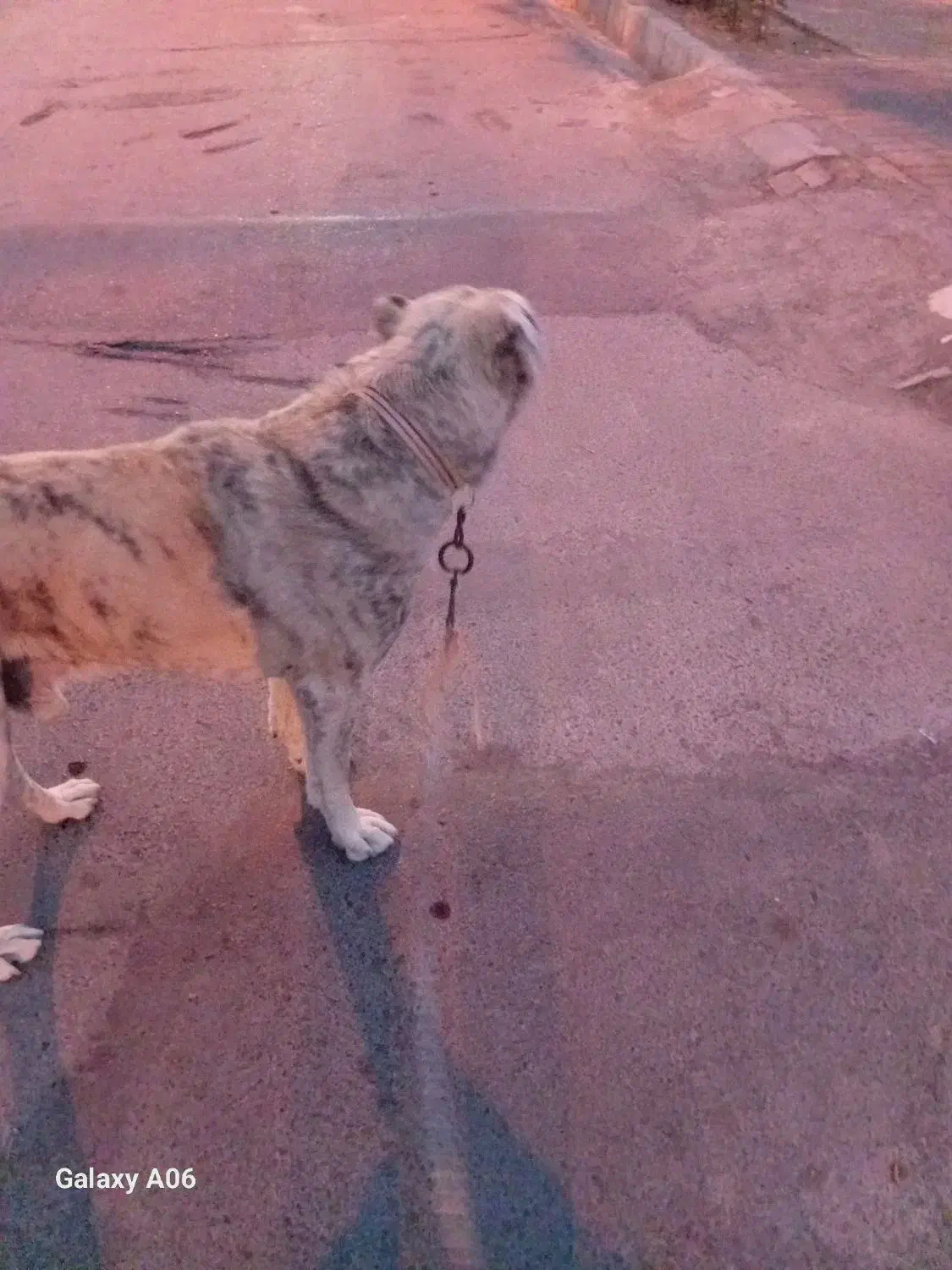 سگ گله ونگهبان|سگ|گلبهار, شهر جدید گلبهار|دیوار