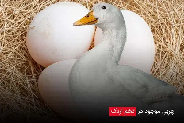 تخم اردک نطفه دار|خوردنی و آشامیدنی|بهبهان, |دیوار