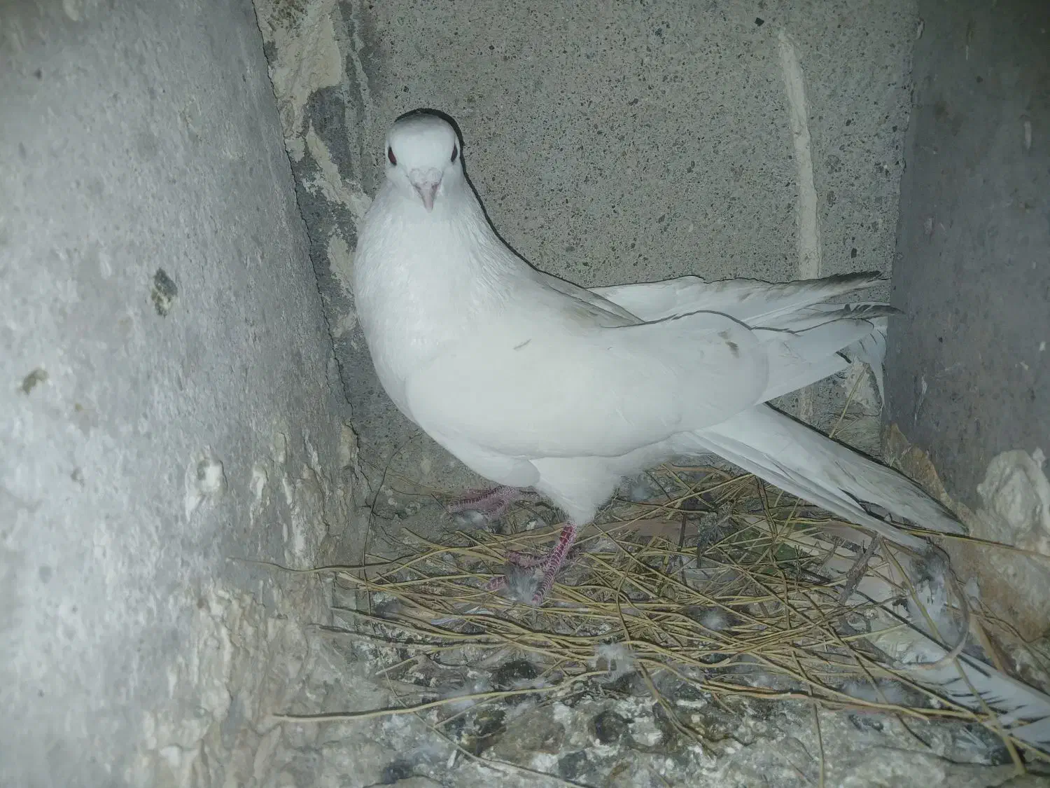 پلاکی و خوشونه|پرنده|پلدختر, |دیوار