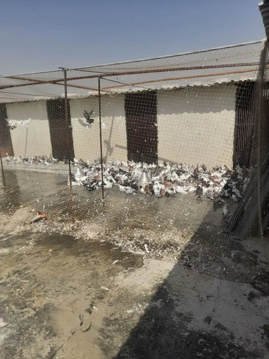 کبوتر پرشی|پرنده|نوشین شهر, |دیوار