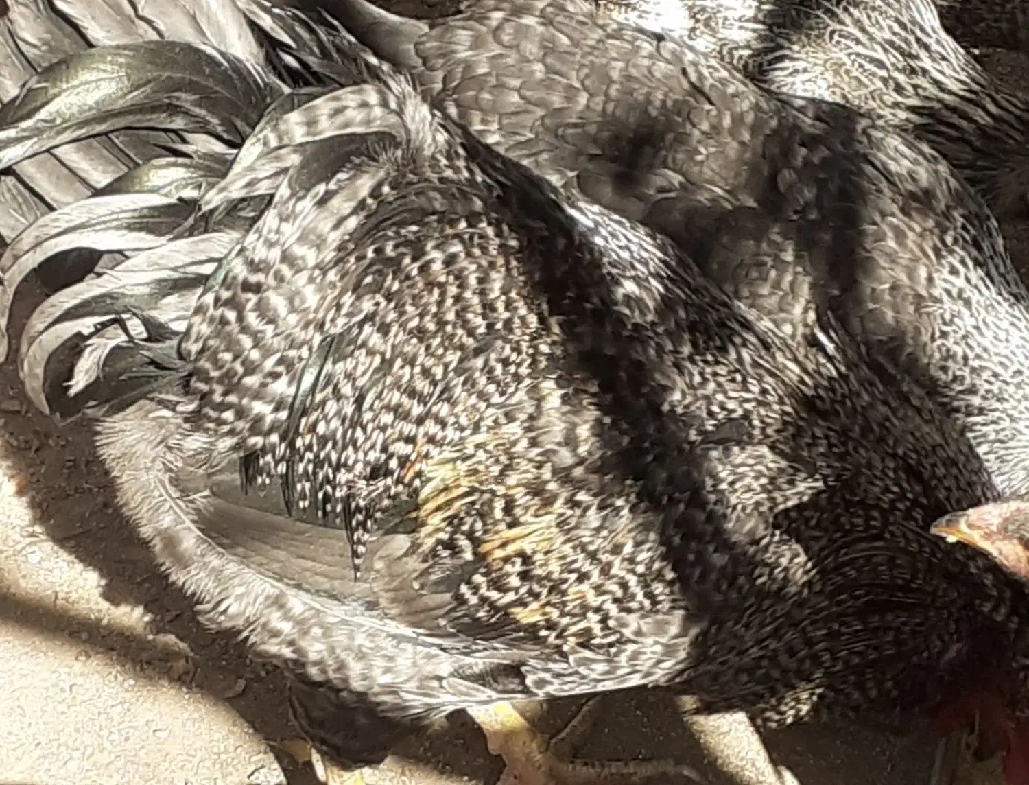 خروس وجوجه خروس مامونیه|حیوانات مزرعه|ساوه, |دیوار