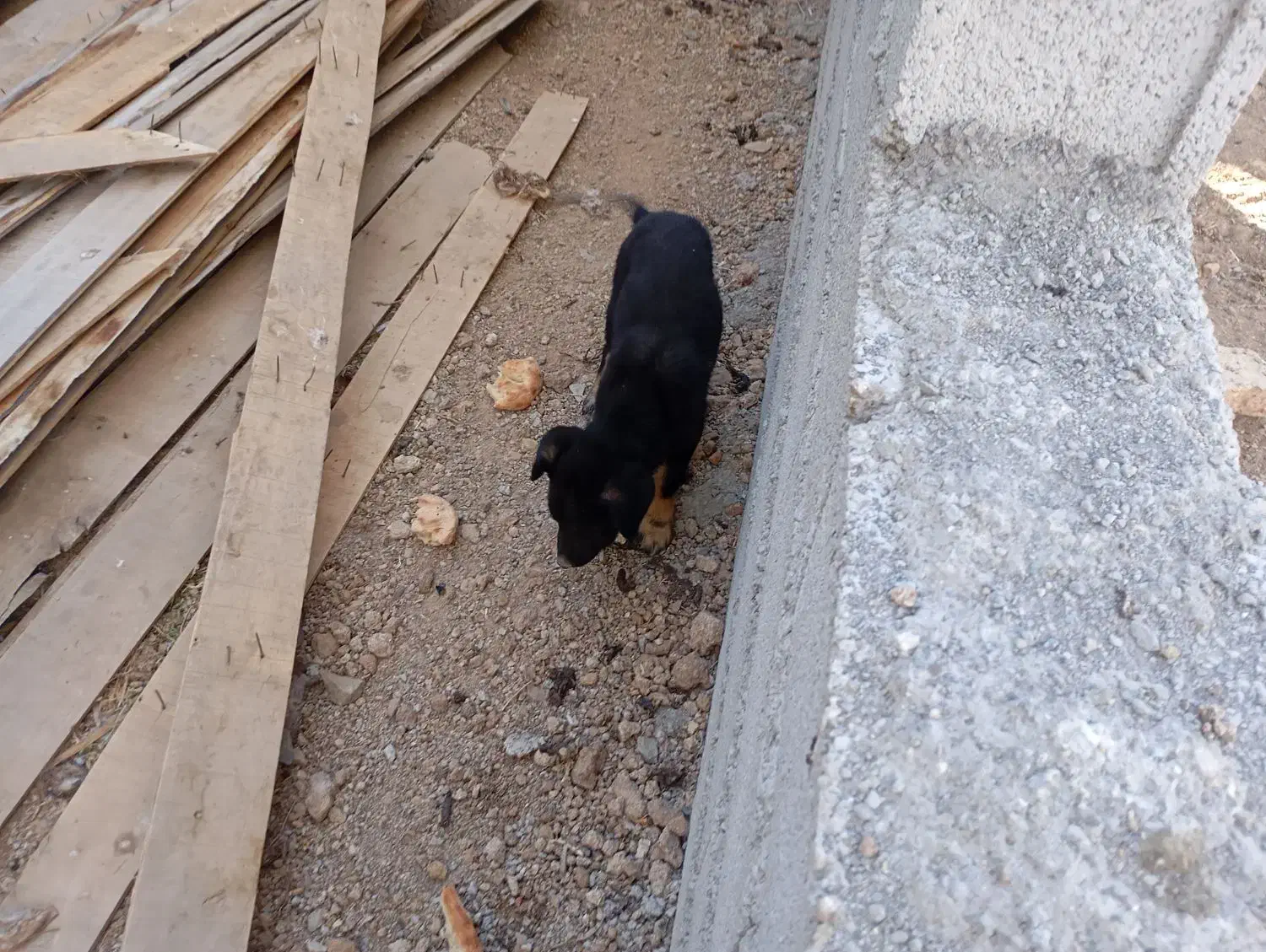 توله سرابی اصیل ماده|سگ|خلخال, |دیوار