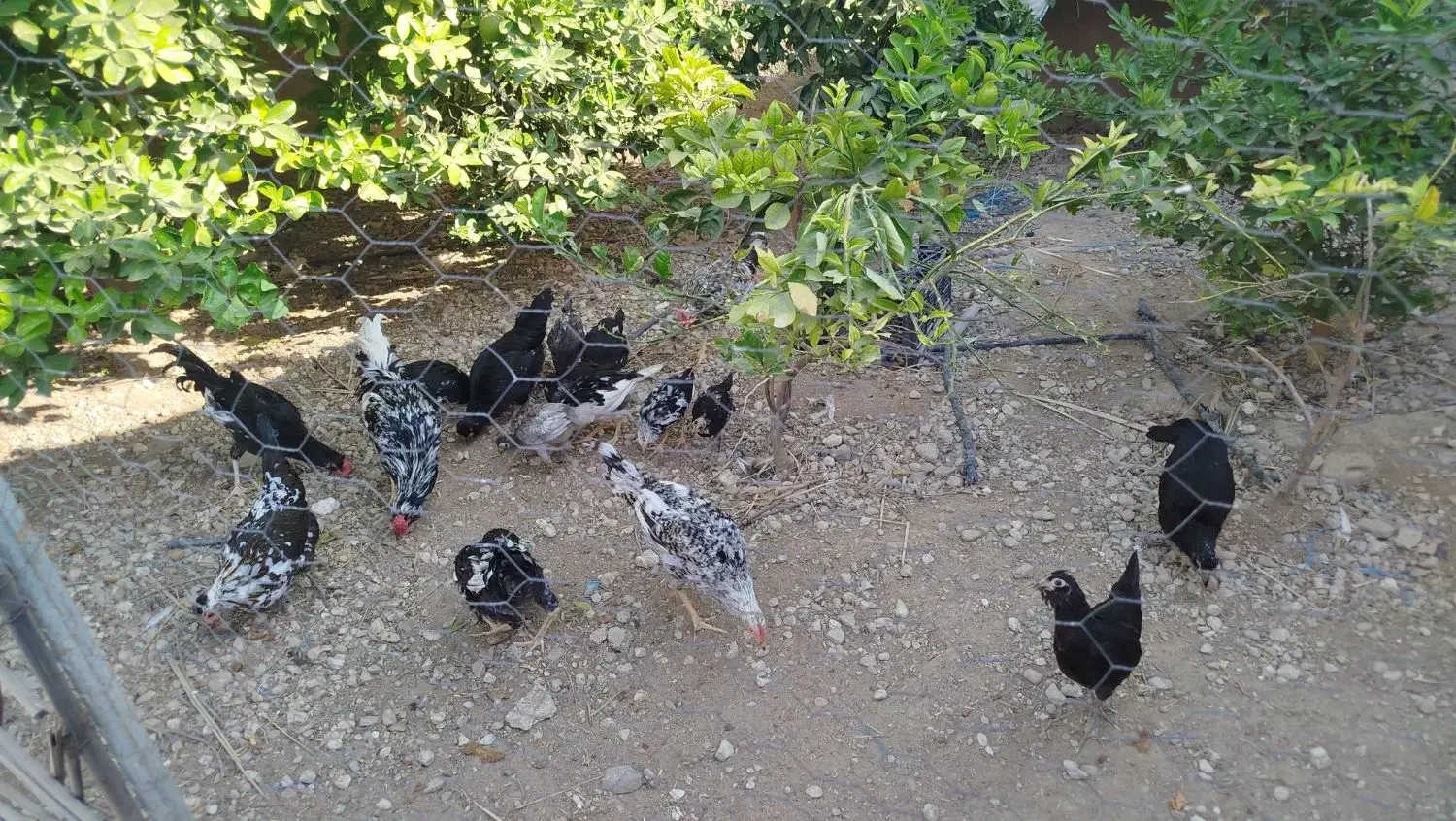 مرغ و خروس گلین|حیوانات مزرعه|کنار تخته و کمار, |دیوار