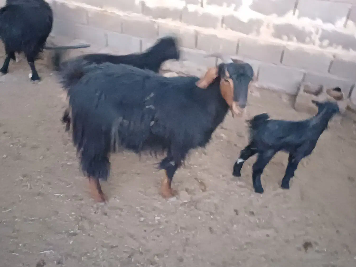 بز و کهره|حیوانات مزرعه|زرقان, |دیوار