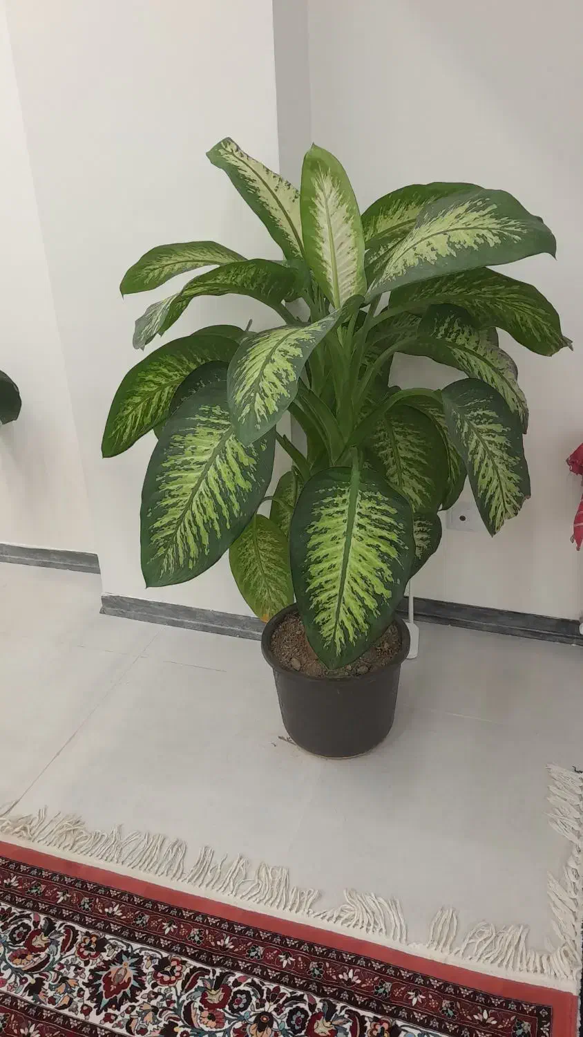 گل دیفن باخیا|گل و گیاه طبیعی|زنجان, |دیوار