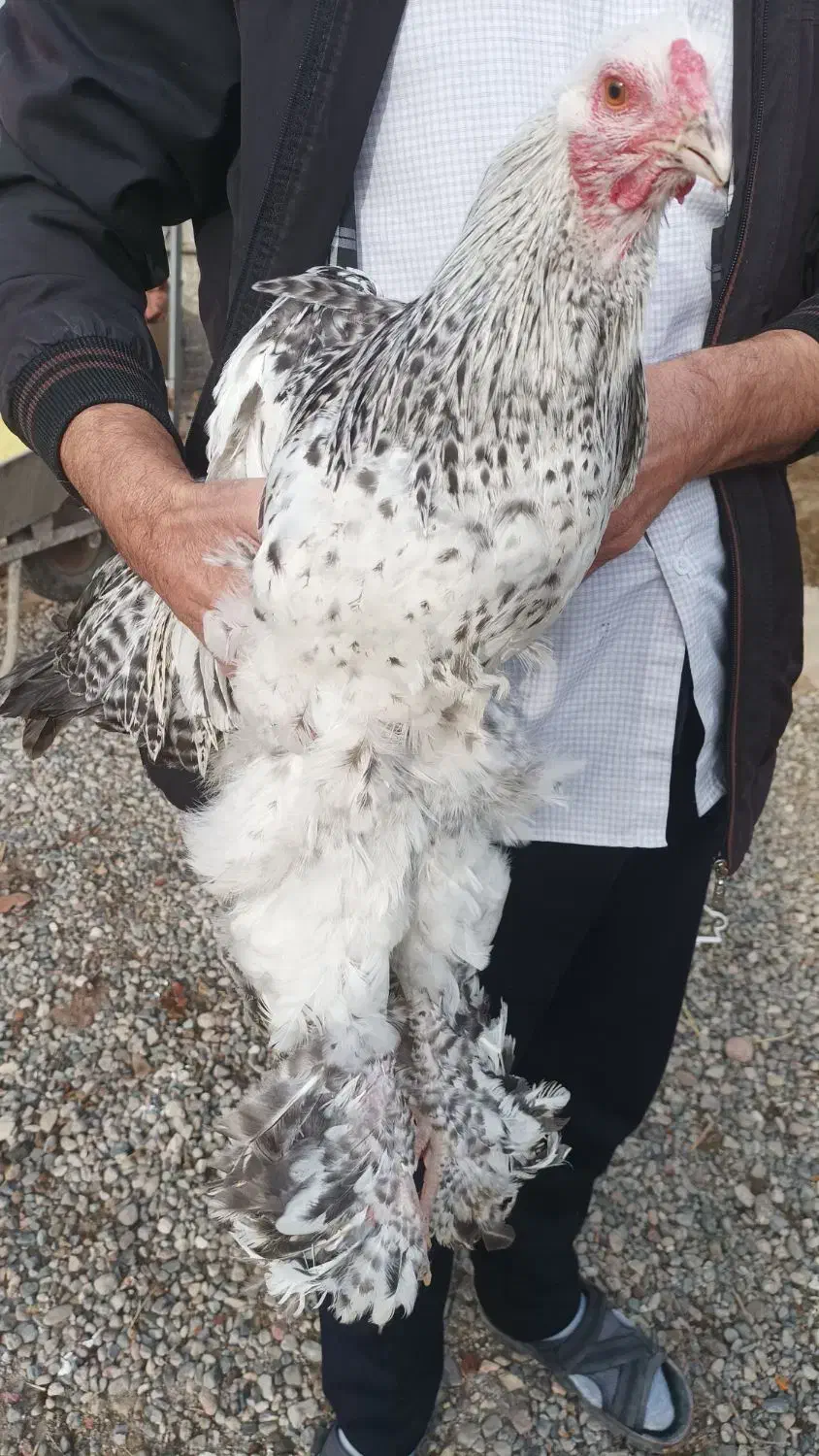 خروس برهما|حیوانات مزرعه|قصابه, |دیوار