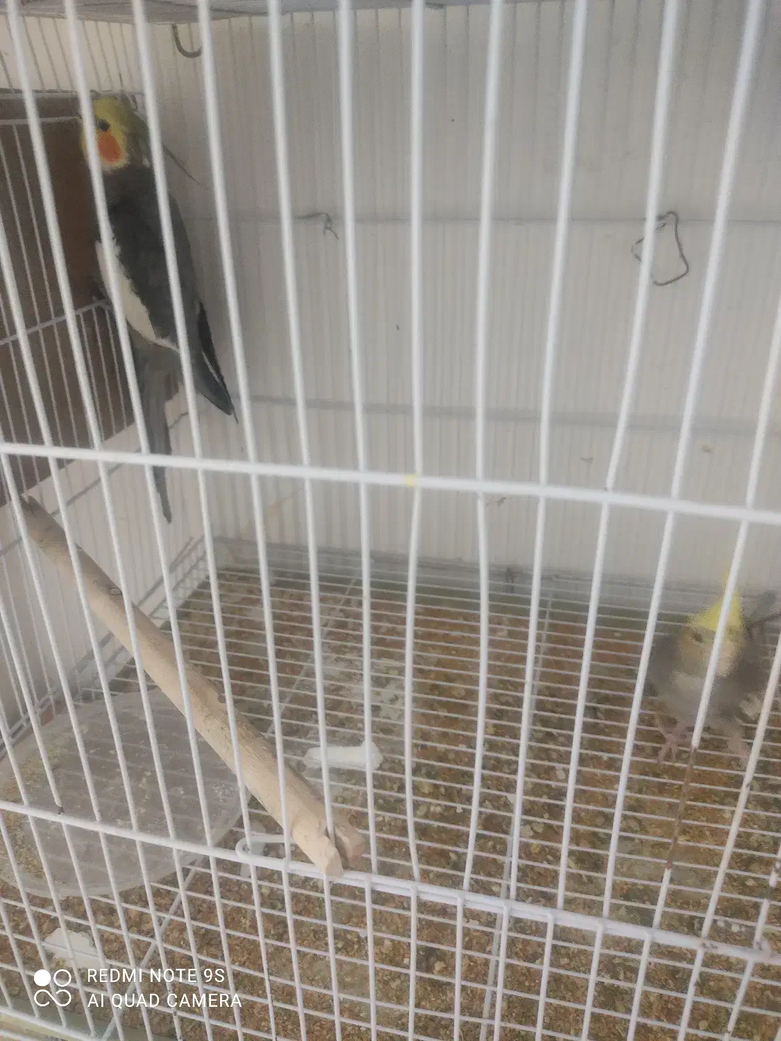 یک جفت عروس هلندی روی تخم|پرنده|زاهدان, |دیوار