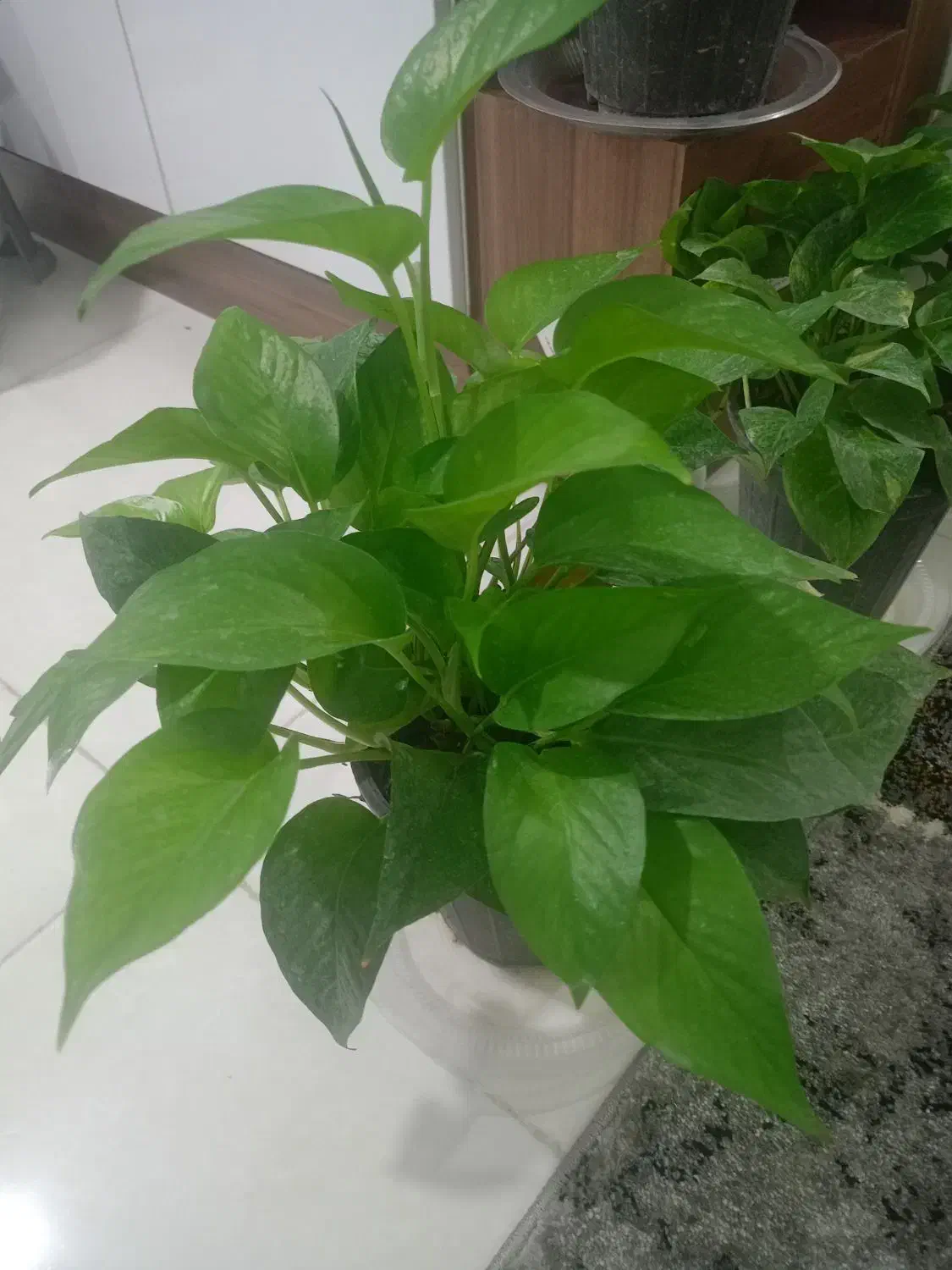 گل پتوس|گل و گیاه طبیعی|زاهدان, |دیوار