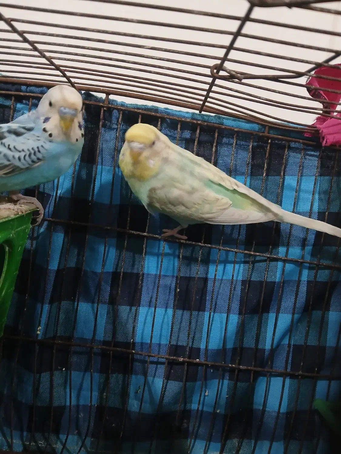 مرغ عشق|پرنده|قرچک, مهدیه|دیوار