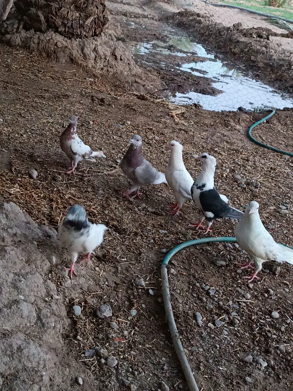 کفتر معامله با مرغ محلی|پرنده|ایرانشهر, |دیوار