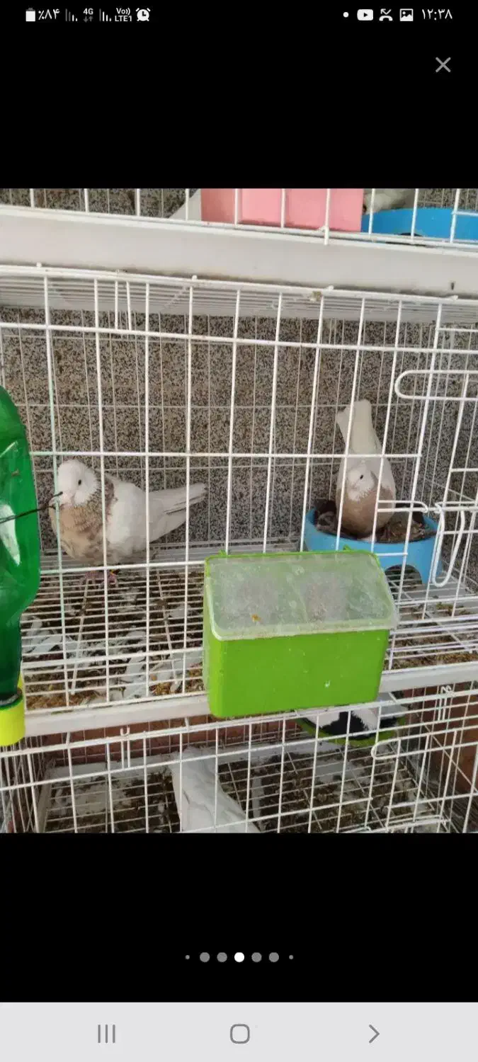 کبوتر|پرنده|دهدشت, |دیوار