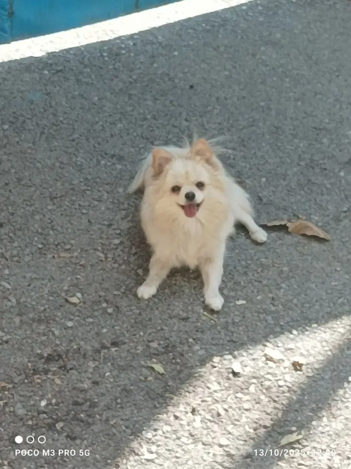 پامر عروسکی خرسی|سگ|کرج, کوی کارمندان جنوبی|دیوار