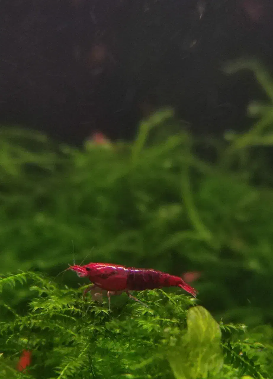 میگو شریمپ|ماهی|تبریز, |دیوار