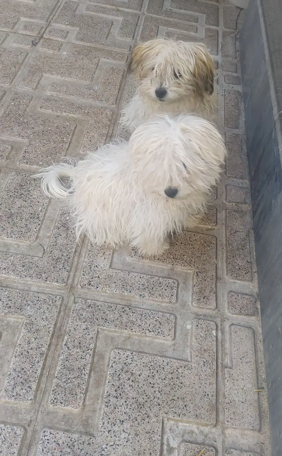 فروش دوعددپاکوتای شیتزو|سگ|مراغه, |دیوار