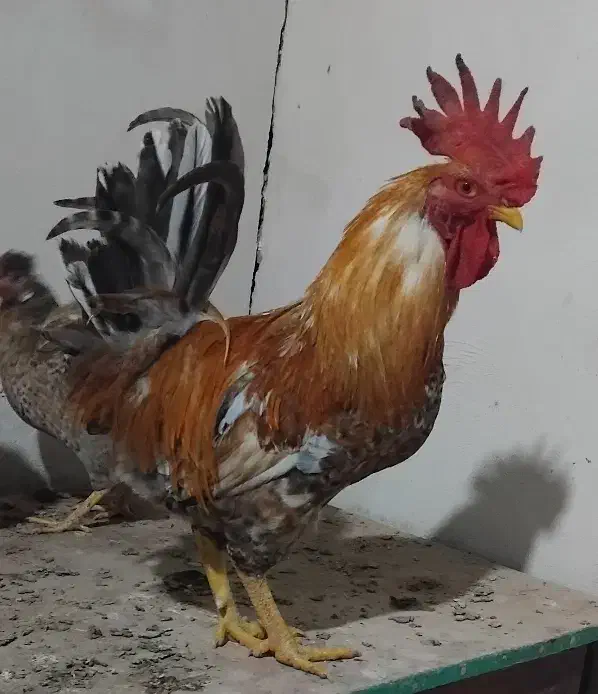 مرغ کرک با خروس|حیوانات مزرعه|شادگان, |دیوار