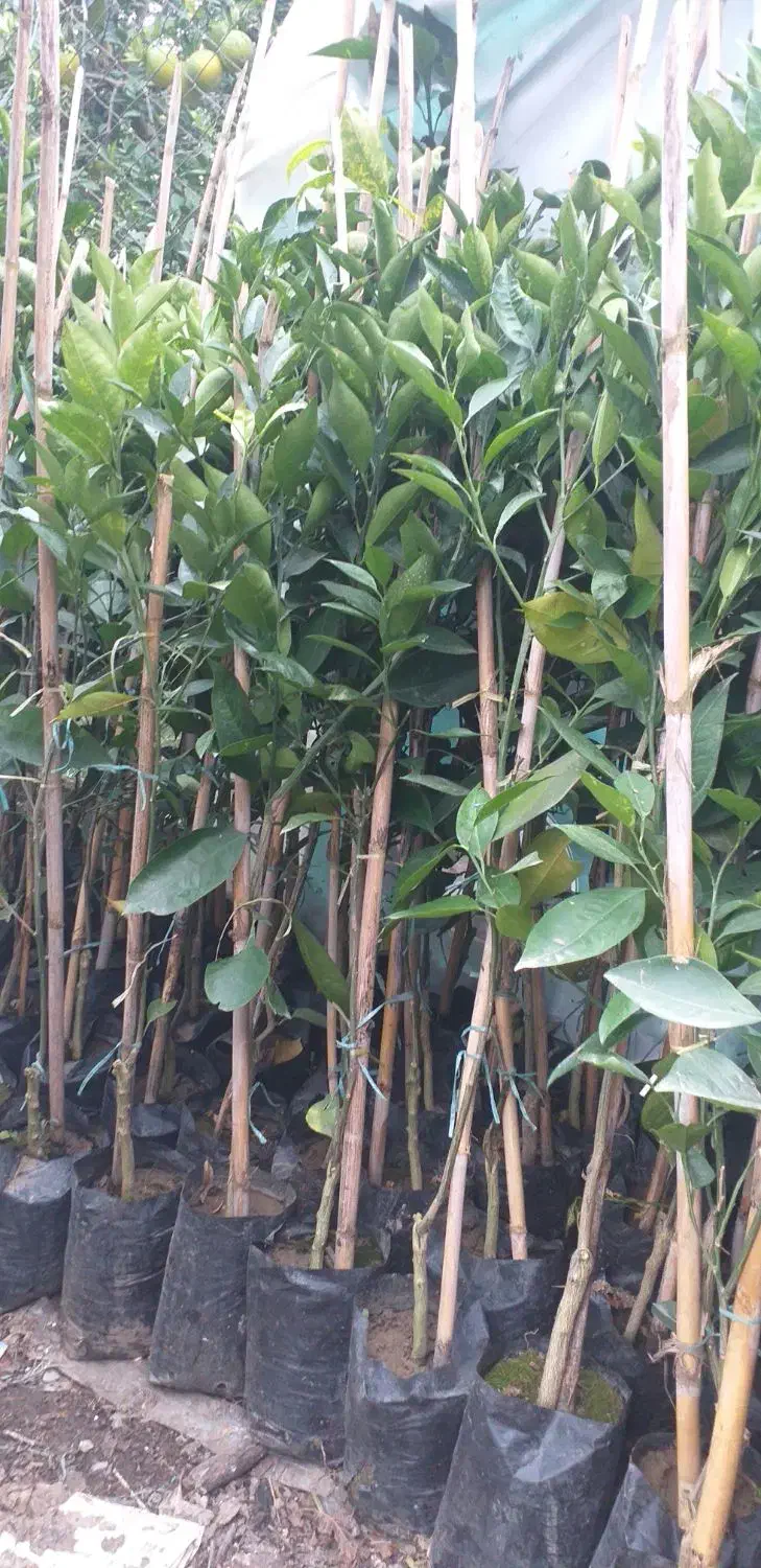 نهال خونی تاراکو|گل و گیاه طبیعی|قائمشهر, |دیوار