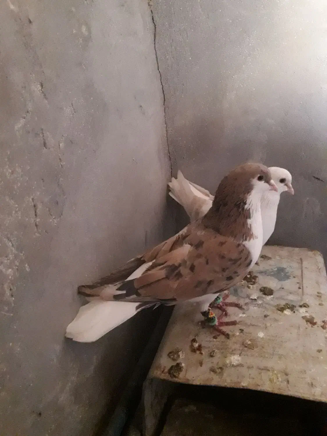 کبوتر سده هفرنگ و طوقی زرد خالدار و دوتا نرگسی|پرنده|سبزوار, قصبه غربی|دیوار