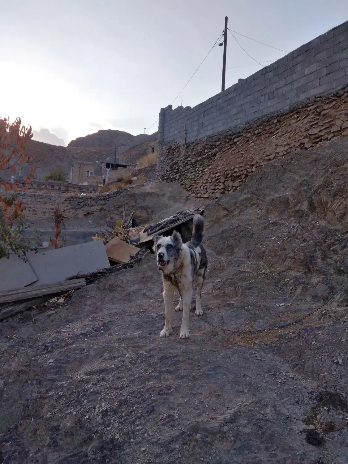 سلام سگ گله ای دهن پاک سن 1نیم جانوری|سگ|مشهد, میان ولایت|دیوار