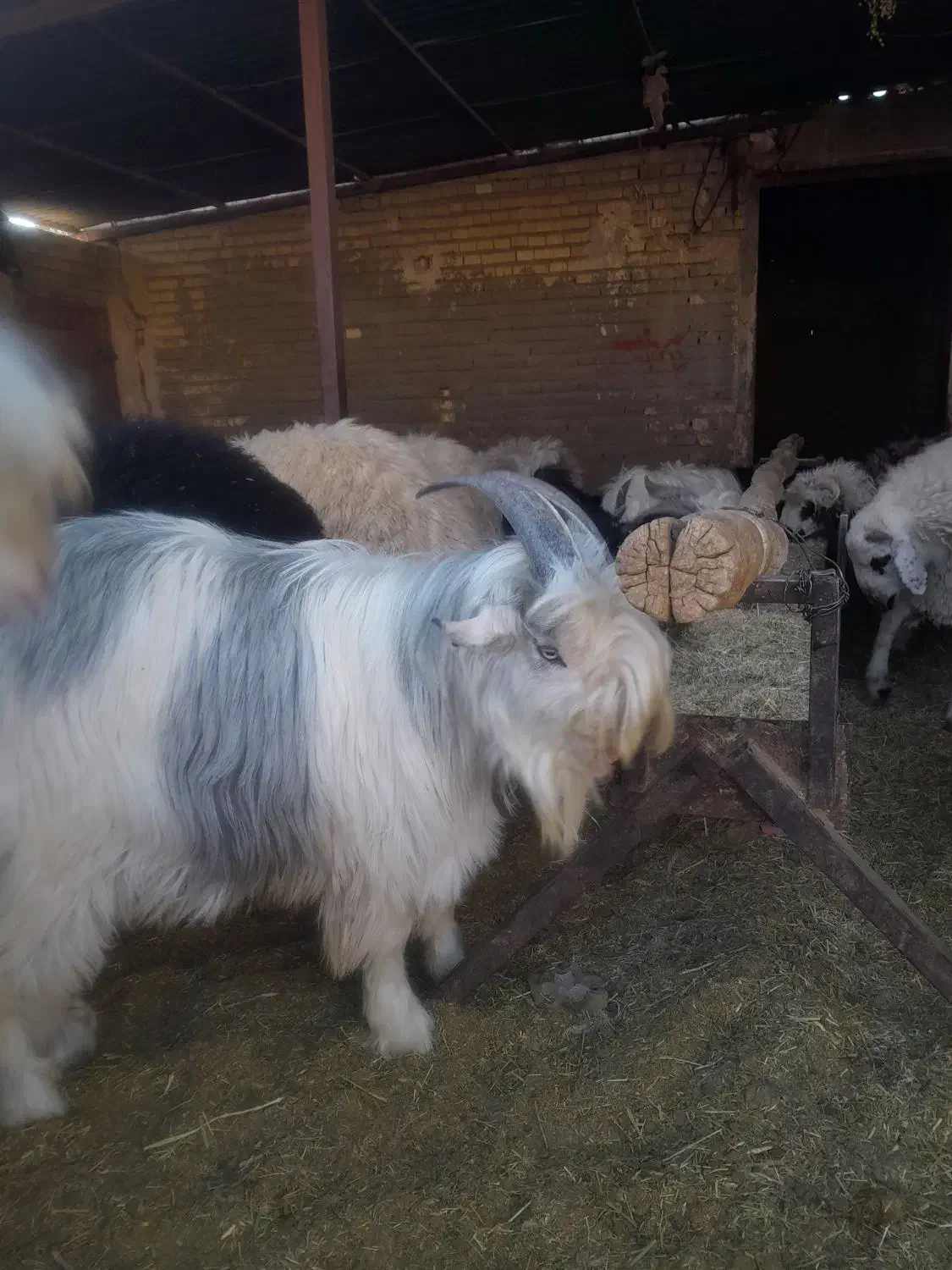 کهره بره نر|حیوانات مزرعه|سرچهان, |دیوار