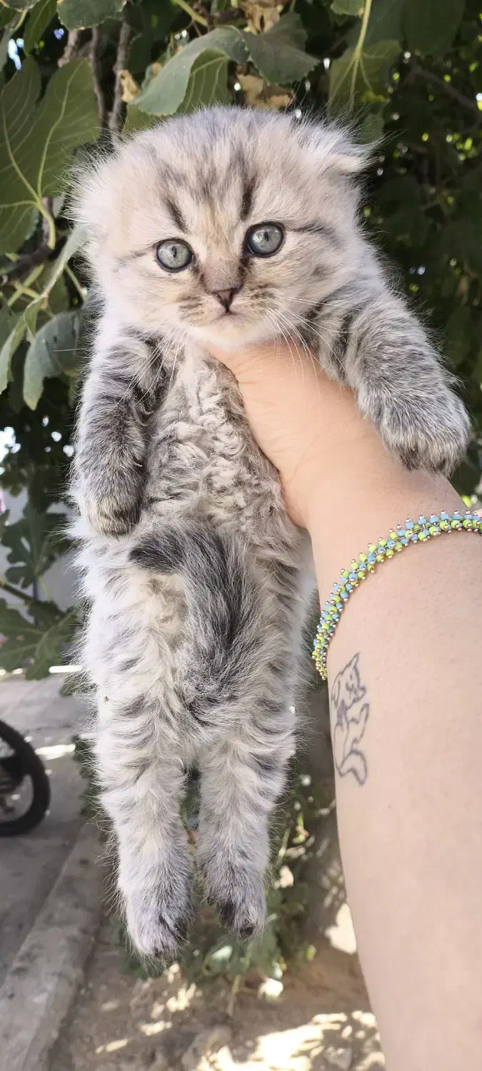 توله گربه نژاددار|گربه|شیراز, تندگویان|دیوار