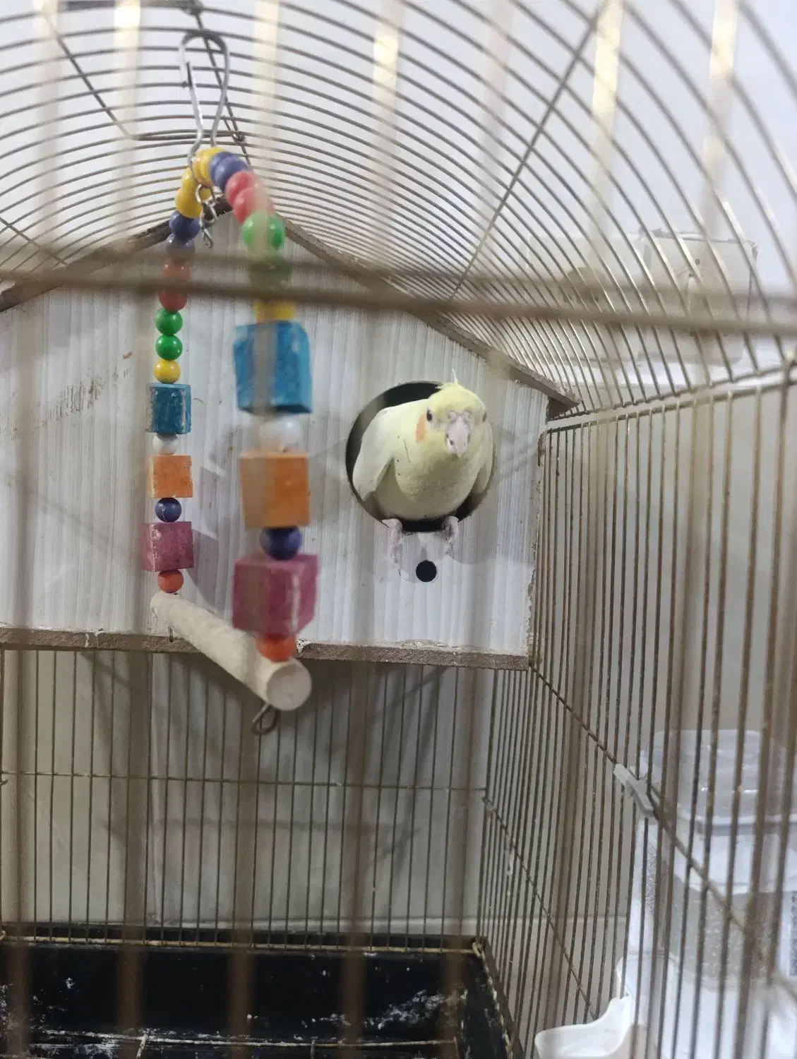 عروس هلندی جوجه|پرنده|رباطکریم, رباطکریم|دیوار