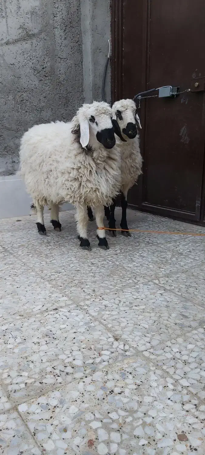 بره نر گوسفند|حیوانات مزرعه|زاهدان, |دیوار