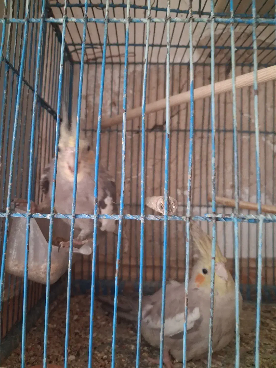 ۳ عدد عروس هلندی سخنگو|پرنده|اسلامشهر, شهرک توحید|دیوار